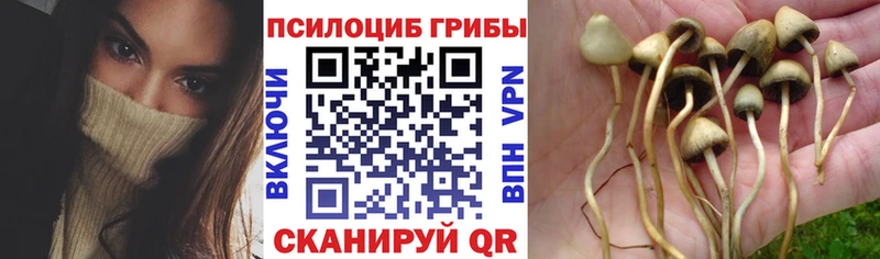 Галлюциногенные грибы Magic Shrooms  Купить закладки  Сунжа 